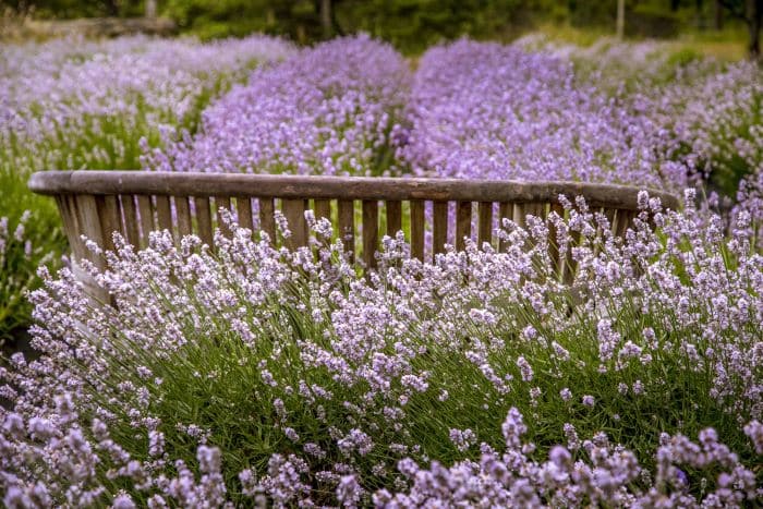 Lavender Fields in the Pacific Northwest