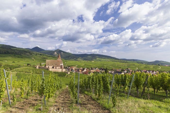 Vineyards near Ribeauville